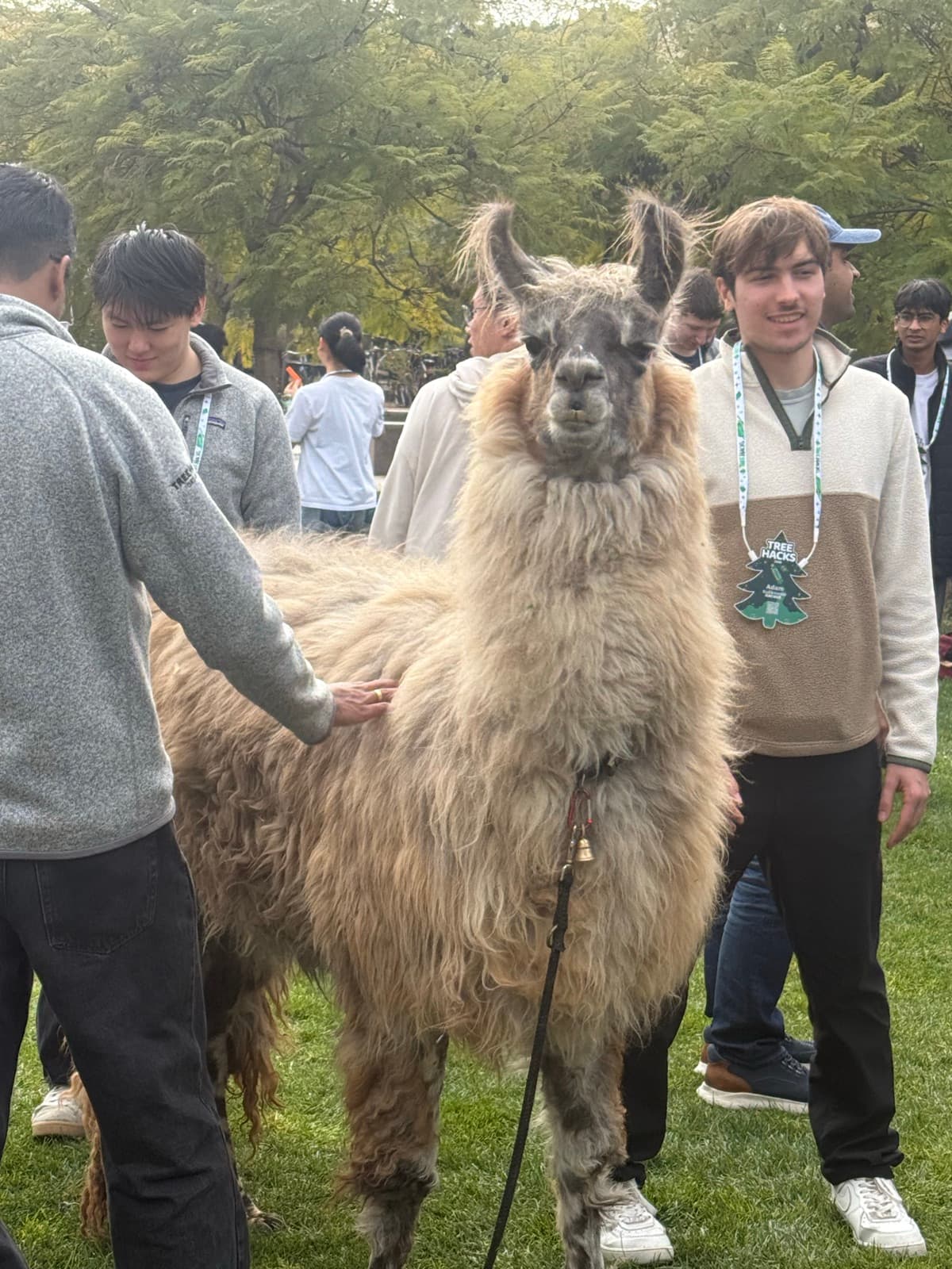 Treehacks llama